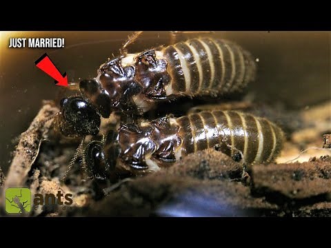 My New Termite Queen and King | Starting a Termite Farm