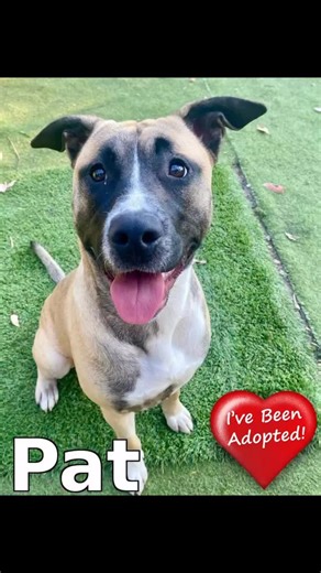 And that’s a wrap! October Dog adoption update no. 3! 36 dogs and puppies, including forgotten friends Bowie, Bandy and Nelly, found their home in October! 🎉👏👏🐶💕 Here are the ones we haven’t shared with you yet🎉💕 We are especially excited for Bindi, our deaf cattle dog, Nylah our senior German shepherd girl (on her 2nd time back at SCARS) and Pablo our English Bulldog. Other super homes for working breeds Bhodi, Charlie Bear, Bud, Marci, Rex, Archer, George and puppy Duma. Pat, Aries, Vio