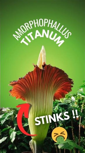 This Flower Smells Like Rotten Meat!