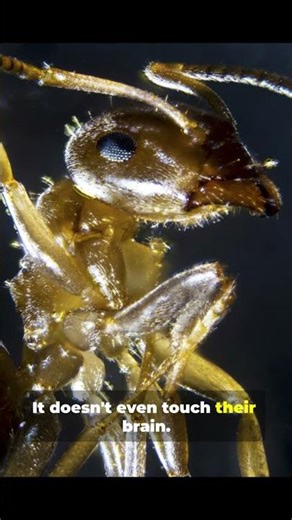 Zombie Ants Are Real And Closer Than You Think