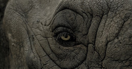 Why Do Elephants Have Wrinkled Skin? New Study on Cracks Solves Old Mystery