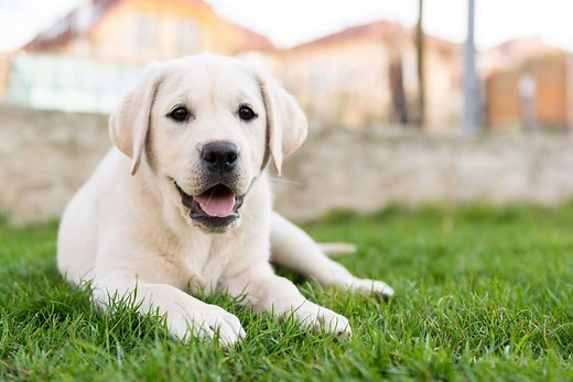 220  Labrador Retriever Names for Your Best Bud