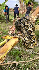 52K views · 65 reactions | Found Python Snake On Banana Tree #snakeaction #snake #reelsfbシ #snakelover #fbreels #reels #reelschallenge #reelsviralfb #reelsfypシ #reelsvideoシ #reelsfacebook #reels | Snake TV | Facebook