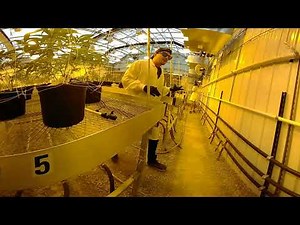 360 tour of a medical marijuana cultivation site
