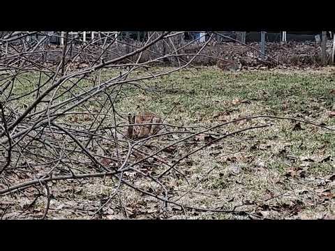 Easter Bunny? Run Rabbit. Run! Run! Run!