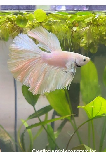 Creating a Mini Ecosystem for Betta Fish