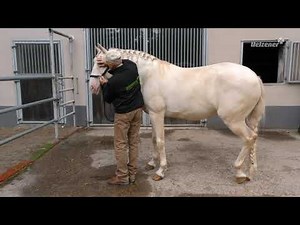 Medical Training | Augen, Ohren, Pferdemaul