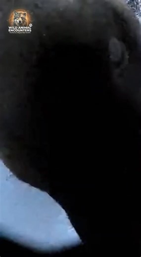 POV: Investigating a fresh kill, then the real owner decides to make a surprise entrance. This wolverine meant business. That bite was right on my chest. #wildlife #WildAnimalEncounters #Wolverine #AggressiveAnimal #SnowAttack #GoPro | Wild Animal Encounters