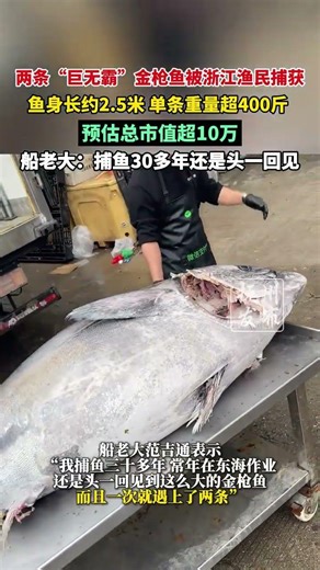 两条“巨无霸”金枪鱼被浙江渔民捕获，鱼身长约2.5米 单条重量超400斤，预估总市值超10万，船老大：捕鱼30多年还是头一回见
