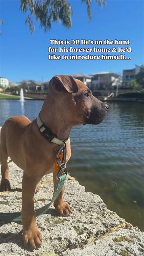 🎶 Meet DJ – the pup who’s ready to spin his way into your heart! 🐾💛 This handsome boy is full of curiosity, love, and those perfect puppy vibes. He’s a clever pup looking for a forever family who’ll give him all the cuddles, adventures, and love he deserves. Could that be you? 🏡✨ 👉 Click the link in our bio to adopt DJ today and let this sweet boy be your new best friend! #linkinbio #dflrescue #perthpups #adoptdontshop #puppylove #adoptme #foreverhome #rescuepup | Desperate for Love Dog Pou
