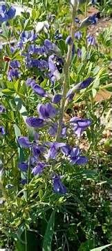 Plants to Know: Baptisia