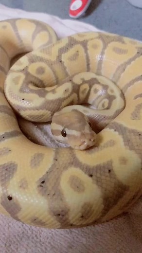 Look at his cute pupper face. Don’t you just wanna boop it? #boopnoodle #bananaballpython #snakesoftiktok #NuggettheNoodle