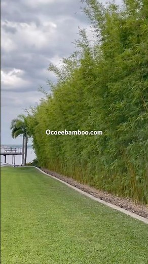 Graceful Bamboo - weaver Bamboo - Clumping Privacy Bamboo #Gracefulbamboo #fl #weaverbamboo