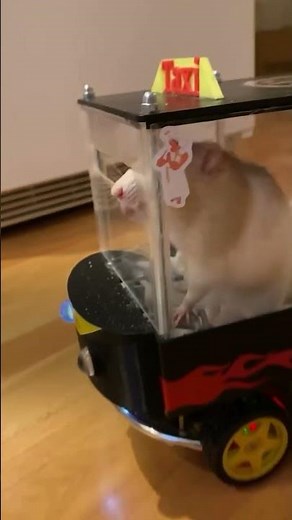 Rats Learn To Drive Tiny Cars | The Dodo