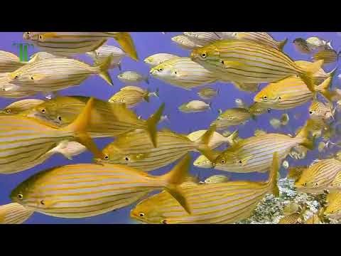 4K Ultra HD Underwater World | Colorful Corals and Relaxing Music | Nature Relaxation Video