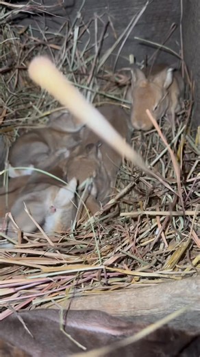 Cocoa bears babies #bunnies | Show Me Bunnies And More