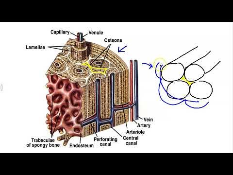 Microscopic Structure of Bone