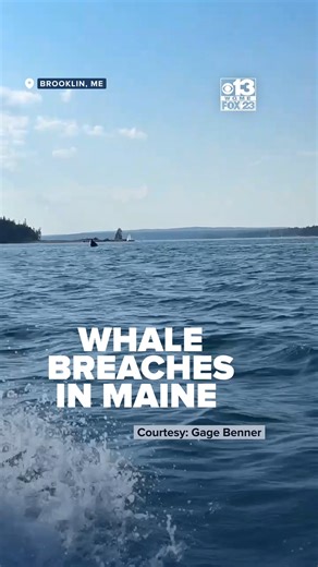 112K views · 2.3K reactions | A whale was caught on camera breaching off the coast of Brooklin, Maine!  #MyMaine | WGME CBS 13 News, Portland | Facebook