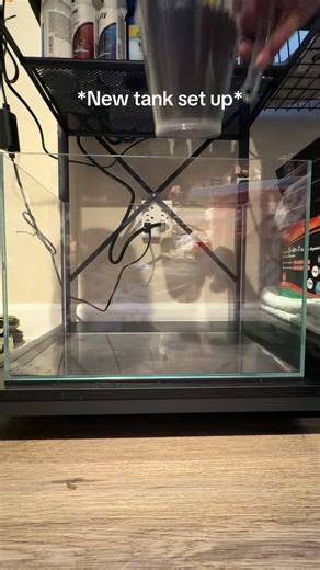 Creating a Stunning Shrimp Tank Setup