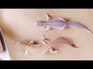 【夢色レオパ舎】我が家のレオパ飼育環境紹介＋スーパーマックスノーアルビノとギャラクシー並べてみた【Leopard gecko】