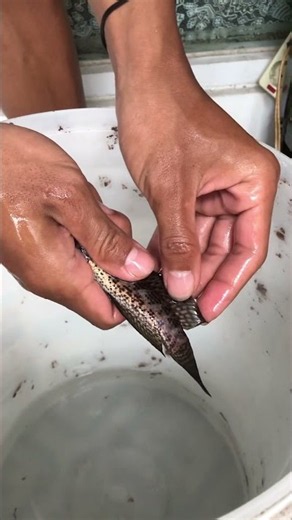 Playing with a Chana auranti