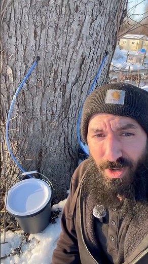 Maple sugaring in progress #sugaring #syrup #maplesugaring