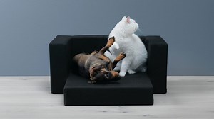 Pet Accessories - Pet Furniture - Pet Supplies