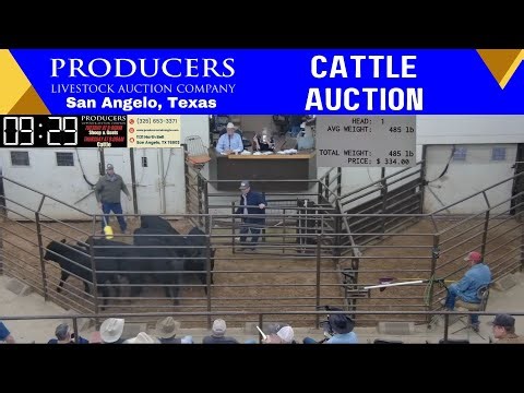 Texas Cattle Market LIVE | Producers Livestock Auction – San Angelo (Nov 13, 2025)