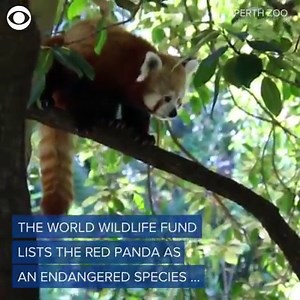 7.5K views · 78 reactions | So cute! 珞 The Perth Zoo in Australia debuted a very cute baby red panda on Monday. Cameras were rolling when zookeepers gave the 2-month-old a check-up! | WTVR CBS 6 News | Facebook