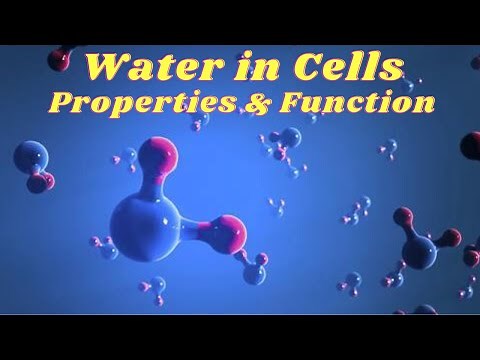 Biological significance of water Molecule