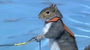 Squirrels just wanna have fun. | Mayer Hawthorne