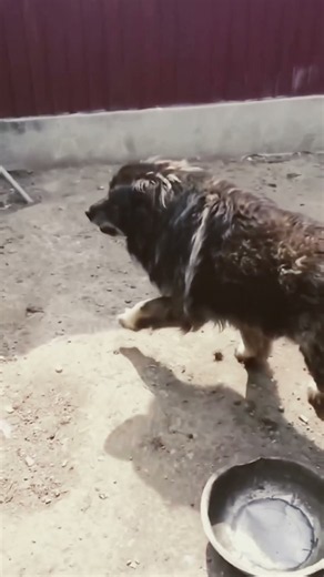 Kangal vs Caucasian shepherd