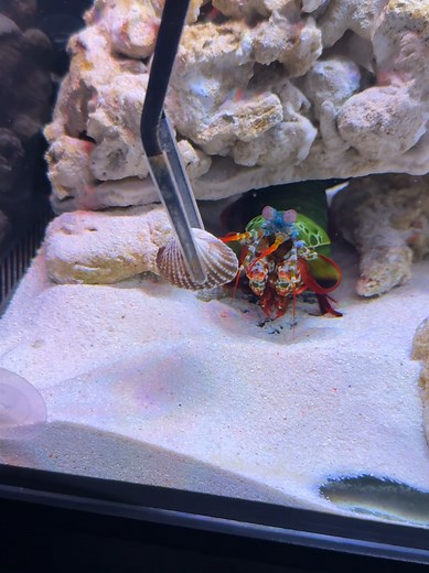 Mantis Shrimp vs Cockle: A Deep Dive
