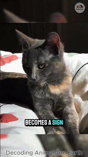 "The Classic Kneading Behavior of Cats – Why Do They Do It?"