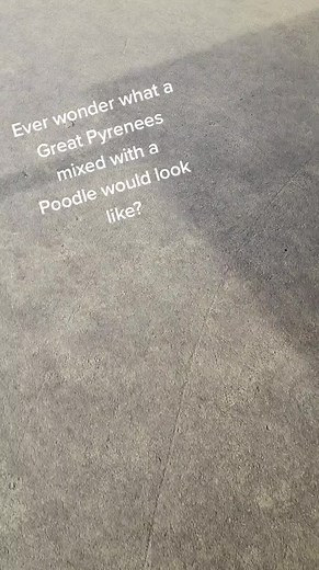 Dog Days Lodge Lakeland on TikTok