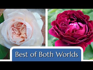 Reblooming Old Garden Roses