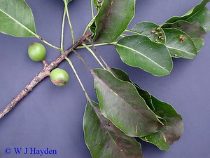 Sideroxylon foetidissimum - Alchetron, the free social encyclopedia
