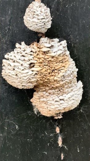 👉 This Image Will Give You Chills 😨 | Extreme Trypophobia Trigger
