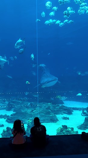Georgia Aquarium Whale Shark Encounter in Atlanta