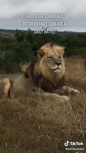 Real-Life Lion Sightings: Dominance Fights and Close Encounters