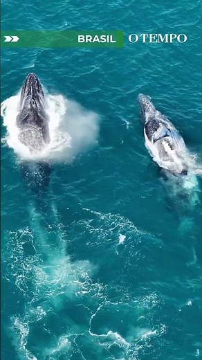 Drone flagra 5 baleias-jubarte em espetáculo no mar de Arraial do Cabo
