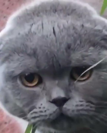 Cat says the N-word for some reason!