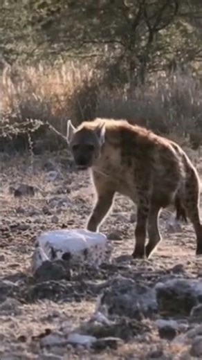 Hyenas amazing Sound #wildanim. SUBSCRIBE To My Channel