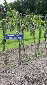 Victoria Farm on Reels