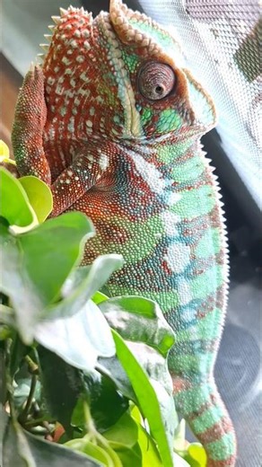 Chameleon#reptiles #カメレオン #變色龍 #爬蟲#animals #카멜레온#パンサーカメレオン #팬서카멜레온#Bunglon#파충류##กิ้งก่าคาเมเลียน