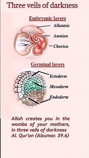Development of human embryo | Initial stages of fetus