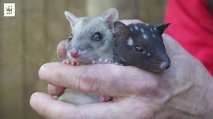 587K views · 582 reactions | See the amazing, beautiful images of the animals and places we've helped protect this year. | WWF-Australia | Facebook