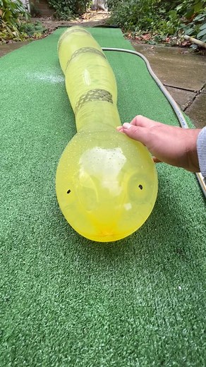 Giant Snake Bursts! Watch Now