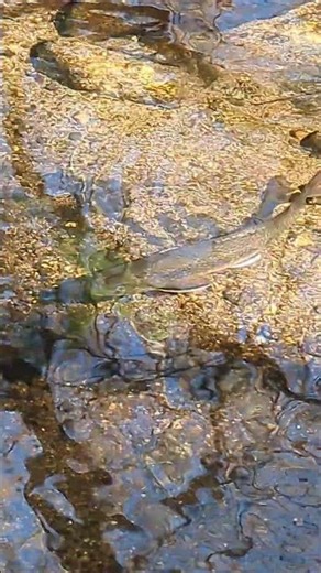 Brook Trout Swimming Near Beaver Pond