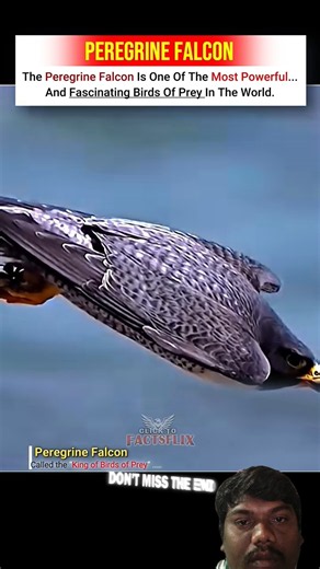 Peregrine Falcon 🦅 | The Fastest Bird in the World! ⚡🔥